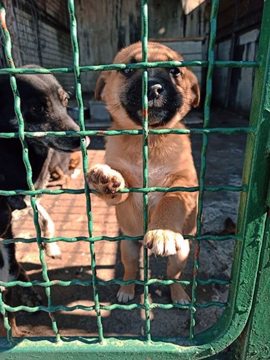 75 srca čeka dom: Azil na Paštorvskoj gori poziva na udomljavanje