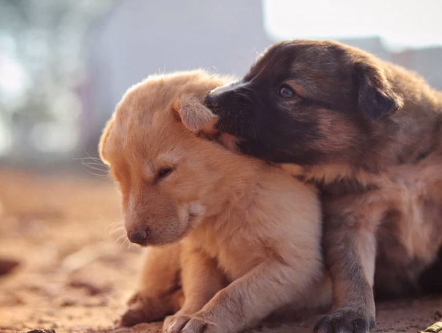 Vlahović: Nadležne institucije odgovorne za nebrigu o životinjama