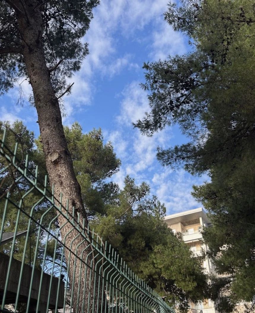 Privremena obustava staze na teritoriji TN Slovenska plaža radi uklanjanja stabla