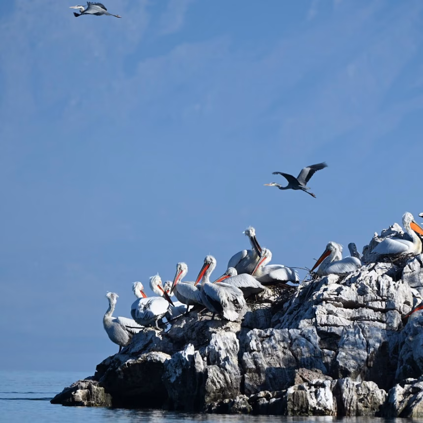 NPCG: Počela sezona gniježđenja, 49 pelikana priprema nova gnijezda