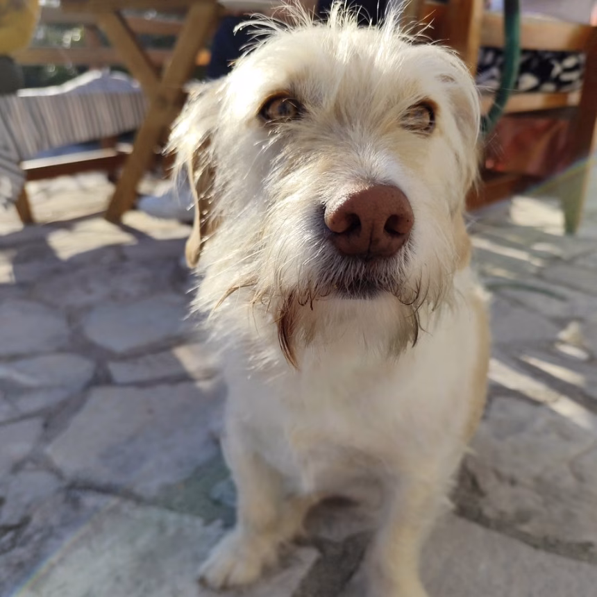 Ujedinjene šapice Budve pozivaju na odgovorno vlasništvo nad ljubimcima