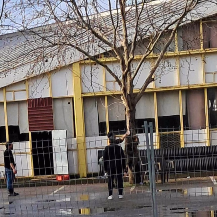 Čitaoci šalju: Usmrćena životinja u centru Budve