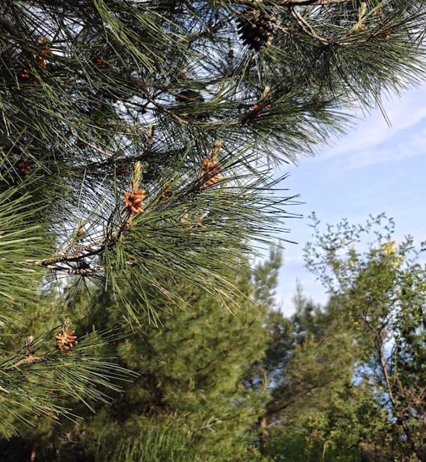 Prirodni biser iznad Budve bez zaštite dok se planira gradnja od 10.000 kvadrata