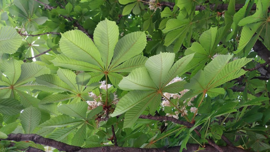 (FOTO priča) Raskošni divlji kesten rijetki ukras na budvanskim ulicama
