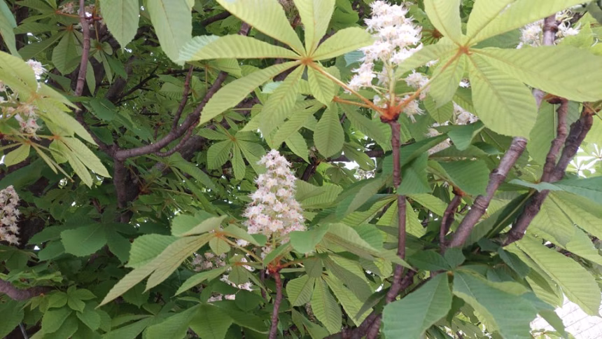 (FOTO priča) Raskošni divlji kesten rijetki ukras na budvanskim ulicama