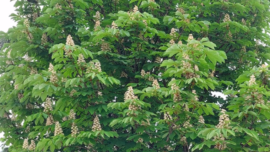 (FOTO priča) Raskošni divlji kesten rijetki ukras na budvanskim ulicama