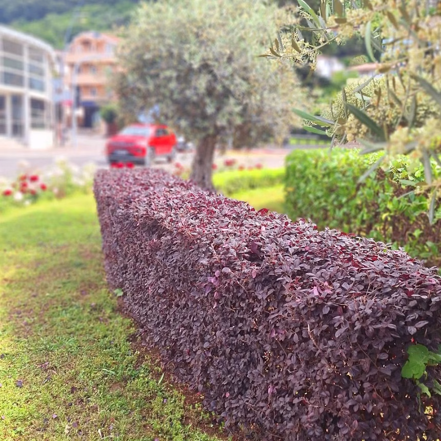 Cvjetnjaci i parkovi u Budvi u punom sjaju