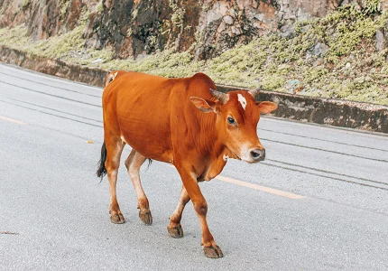 Vlada razmatra nove mjere: Rješavanje problema stoke obaveza lokalnih samouprava