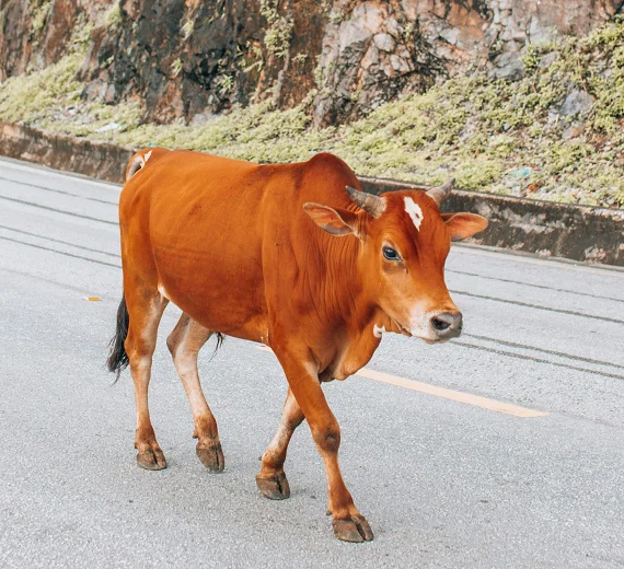 Vlada razmatra nove mjere: Rješavanje problema stoke obaveza lokalnih samouprava