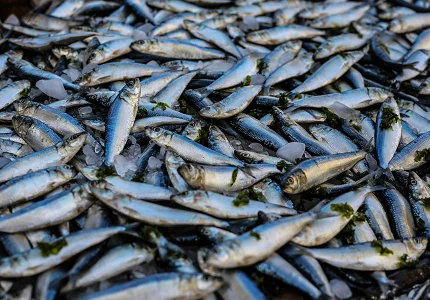 Moguće da Budva dobije dvije ribarske vage 