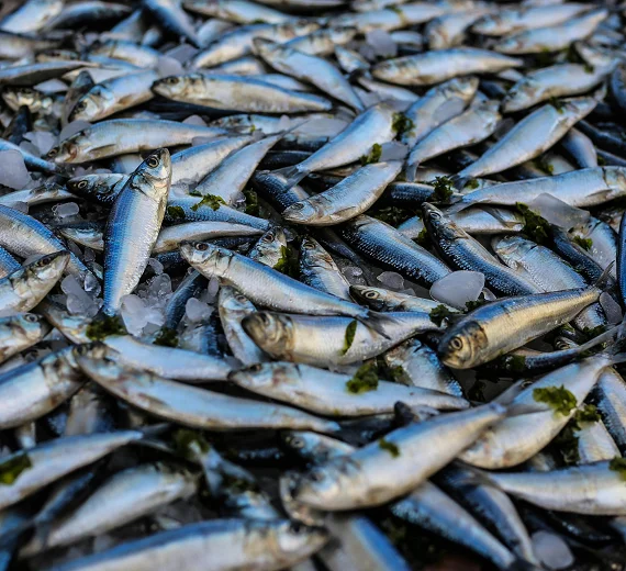 Moguće da Budva dobije dvije ribarske vage 