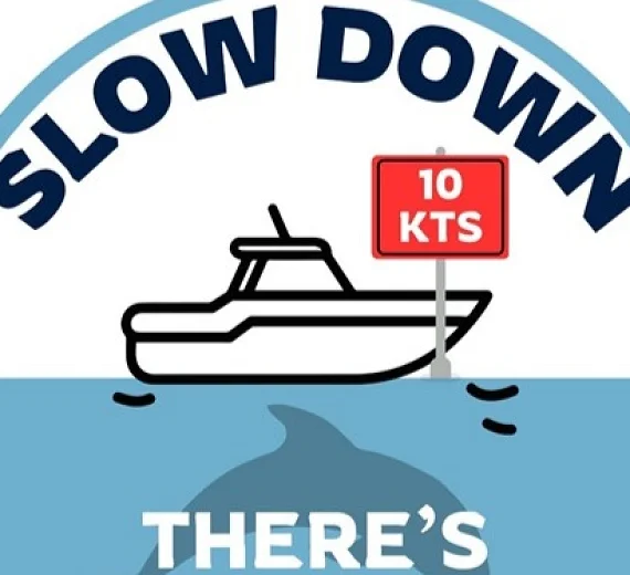 Uspostavljena prva regionalna centralizovana baza podataka o uočenim delfinima