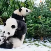 Neiskorištena božićna drvca u Berlinu se recikliraju na najslađi način: Postaju hrana i zabava pandama i slonovima