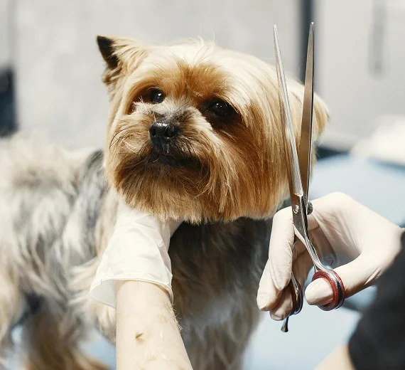 Psi koji se ne linjaju: praktičan vodič za buduće vlasnike