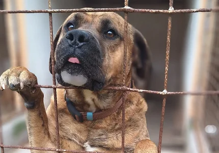 Spas sa ulice, budvanski azil brine o 80 pasa i apeluje na vlasnike