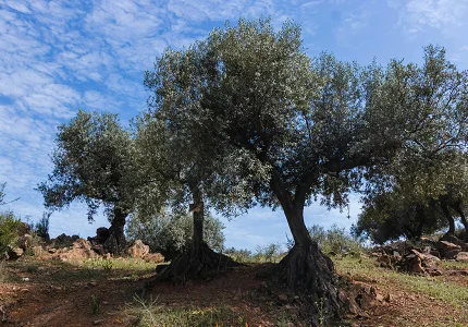Obavezna evidencija svih stabala maslina u Budvi