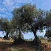 Obavezna evidencija svih stabala maslina u Budvi