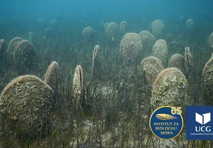 U našem moru više nema živih palastura, raste populacija srodne vrste