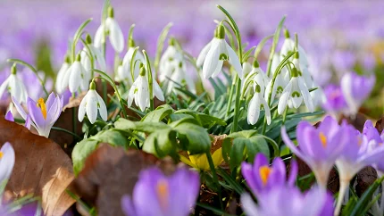 Danas počinje proljeće