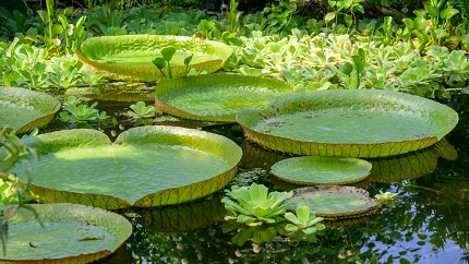 Nauka: Kako su se biljke preselile sa mora na kopno i zauvijek promijenile Zemlju