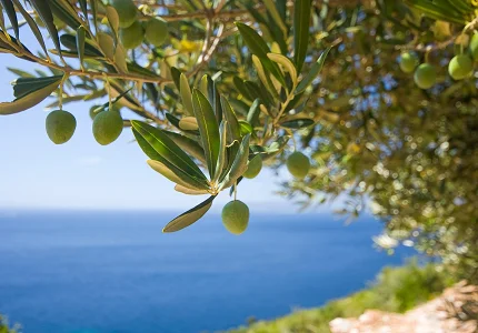 Trijumf budvanskih malsinara u Dubrovniku: Zlatne medalje za Lazara Medigovića i Hotel Maestral, srebro za Svetozara Mitrovića