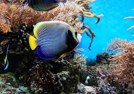 Na Kritu otkrivena nova egzotična vrsta, zagrijavanje mora alarmantno