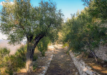 Savjeti stručnjaka za zaštitu maslinjaka pred ljeto