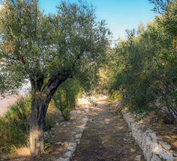 Savjeti stručnjaka za zaštitu maslinjaka pred ljeto