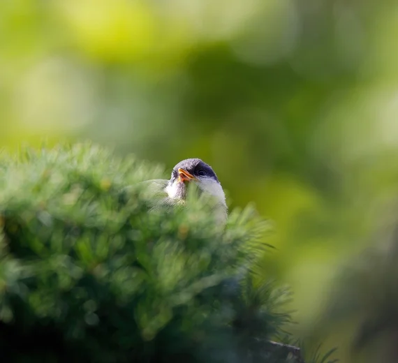 Projekat Natura 2000 zaštitiće prirodu u mnogo većem obuhvatu nego do sada