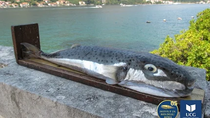  U Jadranu se povremeno bilježe ribe čija konzumacija može biti rizična