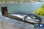  U Jadranu se povremeno bilježe ribe čija konzumacija može biti rizična