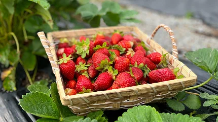 Brza poslastica sa jagodama 