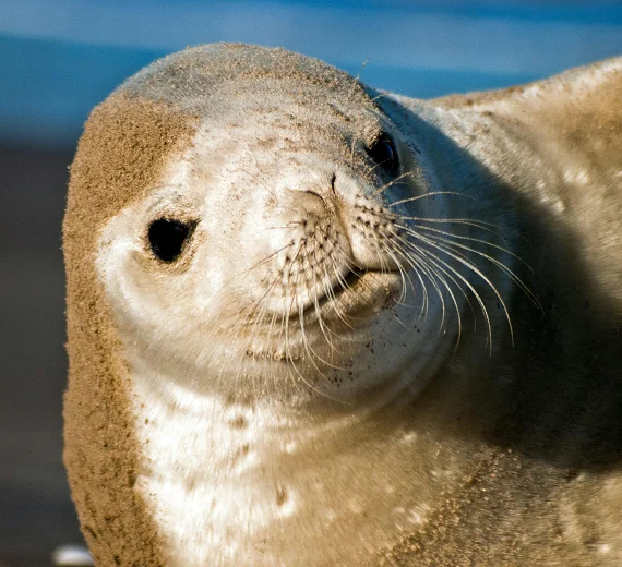 U našem moru uočena sredozemna foka
