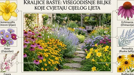 Kraljice bašte: Višegodišnje biljke koje cvjetaju cijelog ljeta