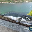 Fugu riba sve ćešće u Crnoj Gori