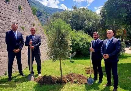 U čast Dana nezavisnosti u Kotoru zasadili drvo masline ispred Starog grada