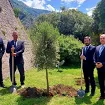 U čast Dana nezavisnosti u Kotoru zasadili drvo masline ispred Starog grada