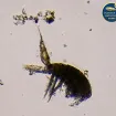Institut za biologiju mora ove godine obilježava 65 godina od osnivanja