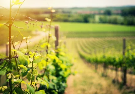 Apel za vinogradare: Obavezno prskanje loze u narednih 10 dana
