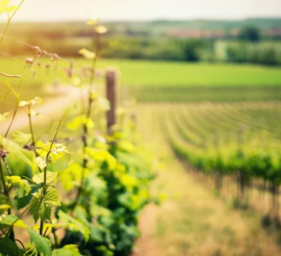 Apel za vinogradare: Obavezno prskanje loze u narednih 10 dana