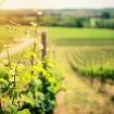 Apel za vinogradare: Obavezno prskanje loze u narednih 10 dana