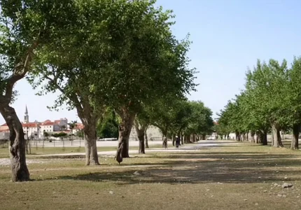 Kako su u staroj Budvi govorili vlastodršci, a kako ribari i barkarioli