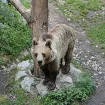 Medvjed sa mečetom na dvadesetak metara od kuća u bjelopoljskom selu