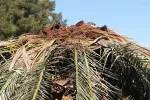 Crnogorsko primorje na udaru: Kako palmin surlaš ugrožava identitet Budve i Mediterana