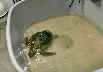 U Akvarijumu Boka zbrinuta teško povrijeđena morska kornjača