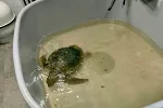 U Akvarijumu Boka zbrinuta teško povrijeđena morska kornjača
