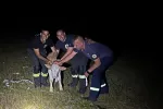Nikšićki vatrogasci tokom gašenja požara pronašli izgubljeno tele i vratili ga vlasniku