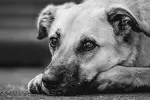 Kako nered u domu utiče na kućne ljubimce: Veterinari otkrivaju znakove stresa