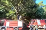 Požar u Sutomoru