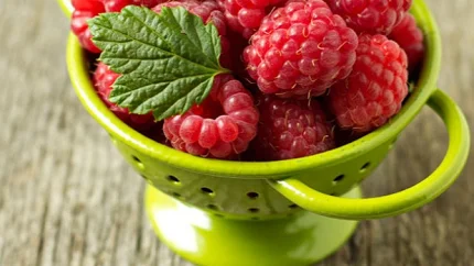 Crveno zlato: Zašto su maline nutritivni šampion i 10 prednosti koje imaju u odnosu na drugo voće